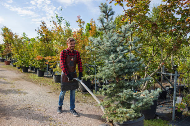 Trusted Beaverton, OR Tree Services Experts